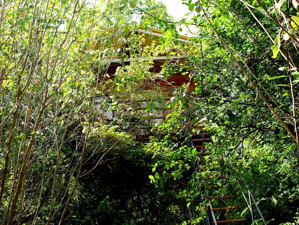 The Thick Forest Sigiriya Bilik gambar
