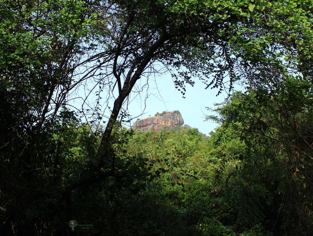 The Thick Forest Sigiriya Bilik gambar