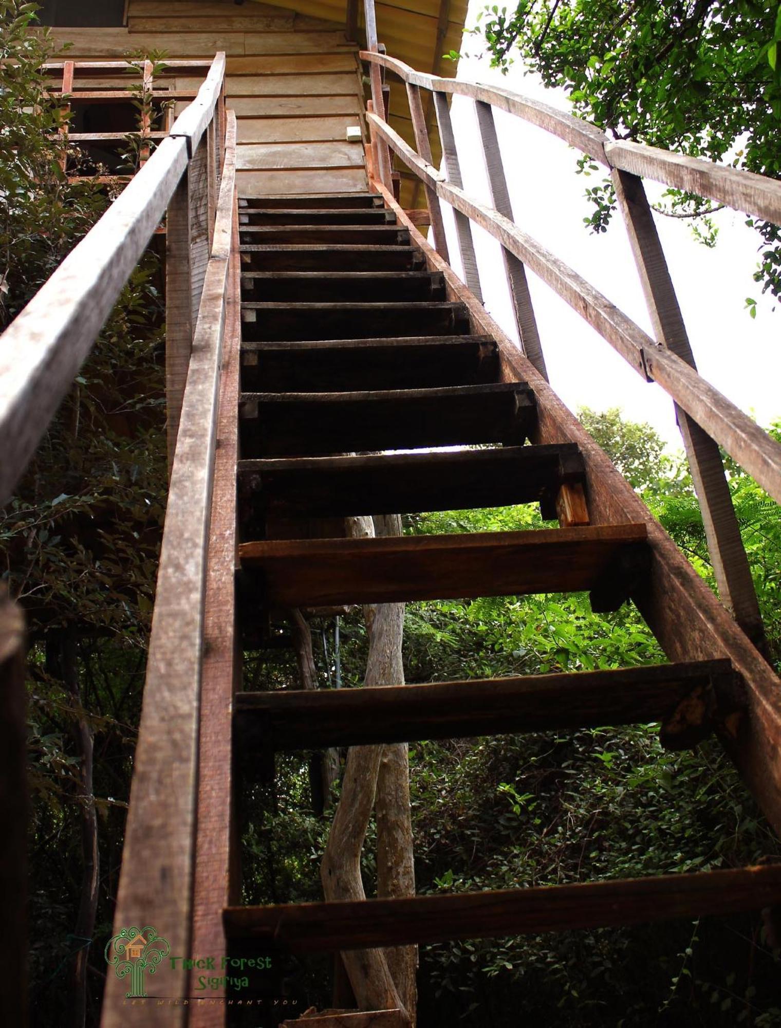 The Thick Forest Sigiriya Bilik gambar