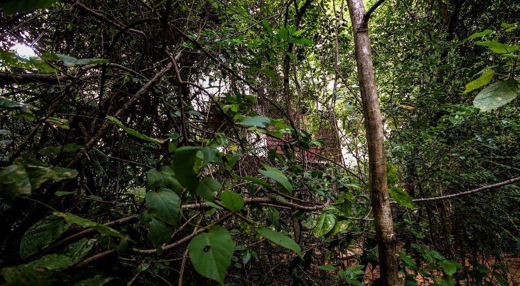 The Thick Forest Sigiriya Luaran gambar