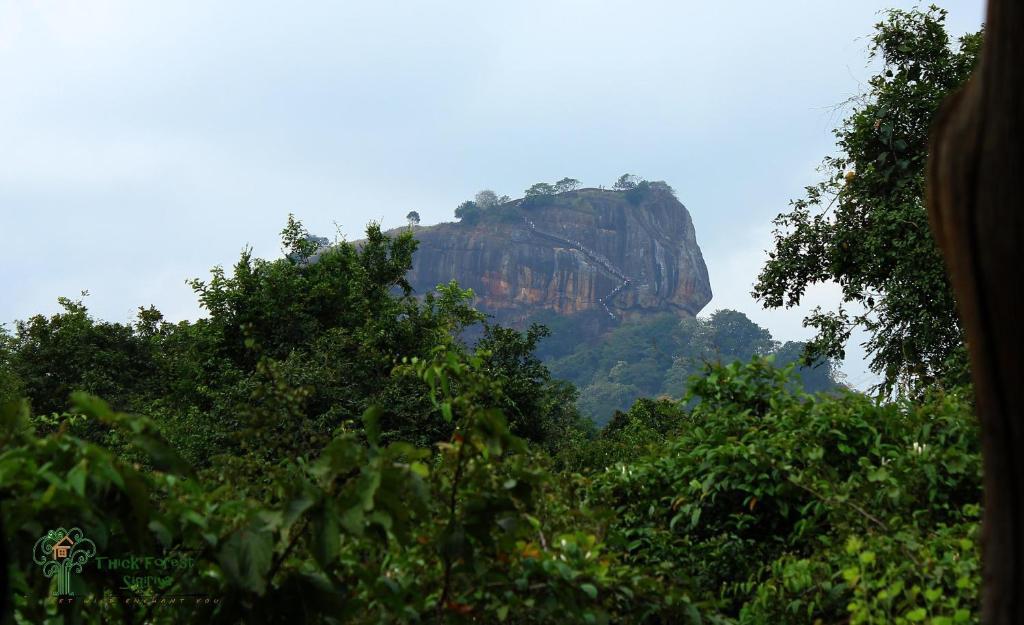 The Thick Forest Sigiriya Luaran gambar